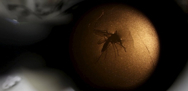 Técnico da Fiocruz analisa um mosquito Aedes aegypti através de um microscópio - Ueslei Marcelino/ Reuters