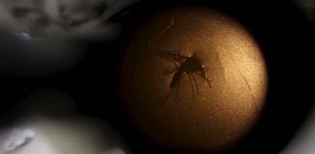 OMS prevê 4 milhões de casos de zika nas Américas em um ano