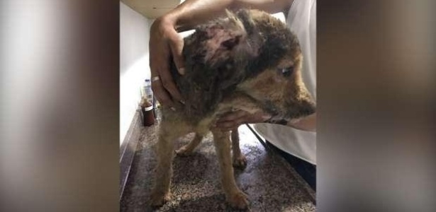 Três pessoas se feriram após tentativa de aplicar aerosol contra parasitas em cachorro - Grupo de Apoio à Posse Responsável de Animais/Divulgação
