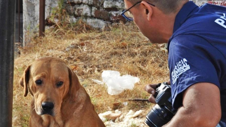 O cão Scooby ficou no local do homicídio até ser removido, segundo a polícia  - Rodrigo Evalt/Jornal A Plateia
