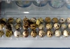 Vídeo: Codornas nascem em bandeja de ovos em prateleira de mercado no PI - Reprodução