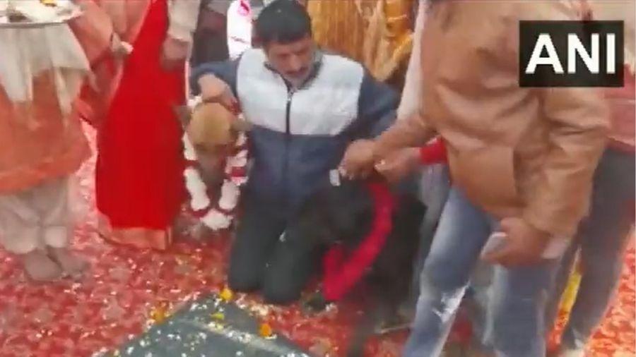 Em vídeo, pessoas aparecem dançando ao som de dhol e tirando foto com os dois cachorros vestidos com guirlandas - Asian News International/Reprodução Twitter