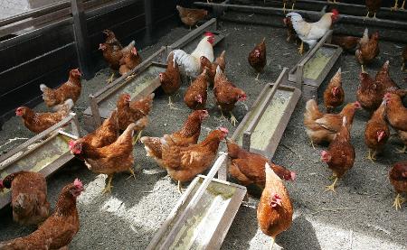 Ambiente onde vivem galinhas facilita ou dificulta o processo de produção de ovos, diz especialista do Cepea