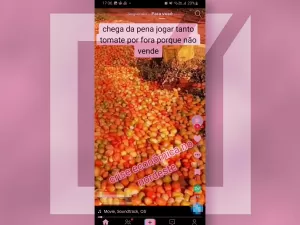 Post diz erroneamente que tomates foram descartados por suposta crise