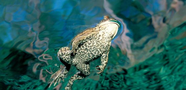 'Parecia filme': os sapos que começaram a explodir nos lagos da Alemanha