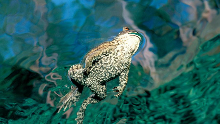 Sapo visto em lagoas da Bavária, na Alemanha - ullstein bild/ullstein bild via Getty Images