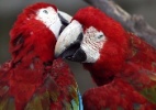 Pintou um clima! Araras trocam afagos no zoológico de Huaian, na China - He Jinghua/Xinhua