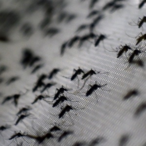 Mosquito Aedes aegypti - Christophe Simon/AFP