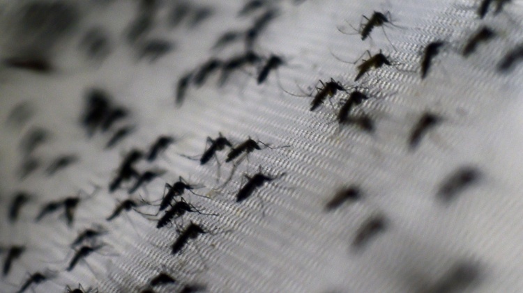 Na foto, Aedes infectado pela bactéria Wolbachia, do Instituto Oswaldo Cruz no Rio de Janeiro. A bactéria impede transmissão de doenças, mas não reduz a população do mosquito