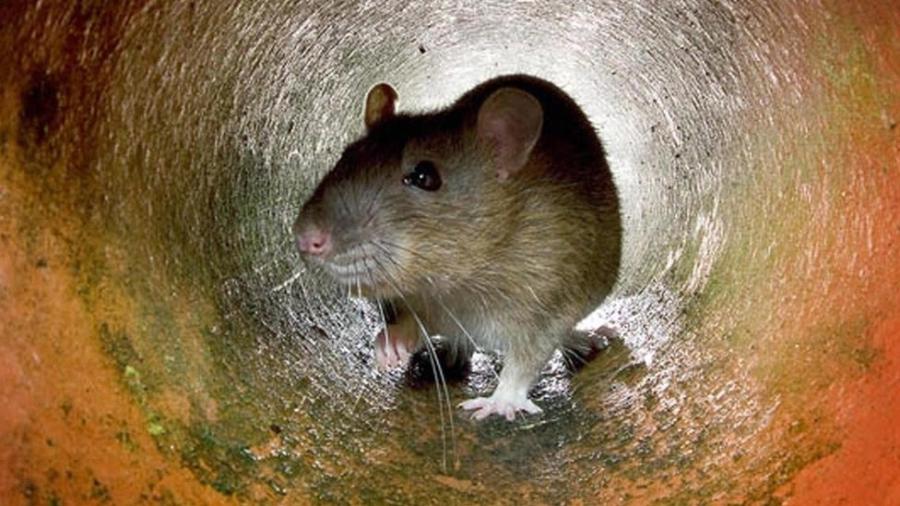 Como matar ratos sem pôr a própria segurança em risco