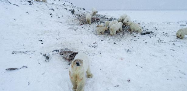 Aquecimento global é culpado | Mais de 50 ursos polares são vistos em vilarejo no extremo norte da Rússia