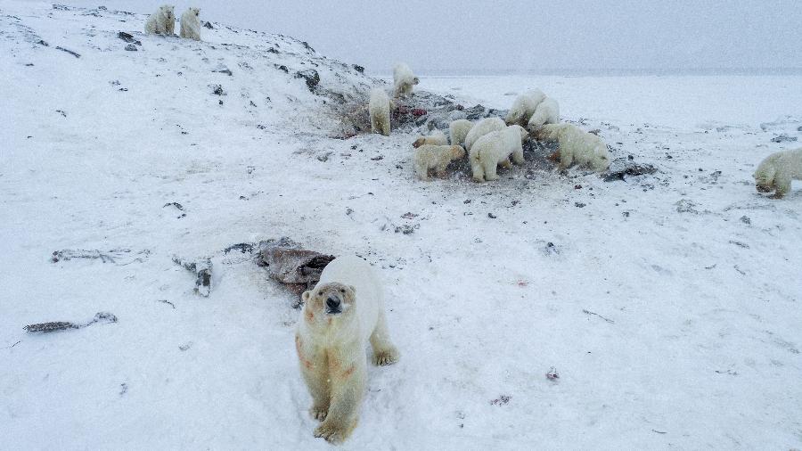 Ursos polares são vistos perto de vilarejo na Rússia - AFP PHOTO / World Wildlife Fund Russia / Maksim DYOMINOV