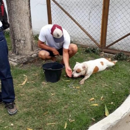 Veterinário dá assistência a cachorro que teve patas machucadas após por ser obrigado a caminhar por 11 km em Maceió - Instituto de Meio Ambiente de Alagoas
