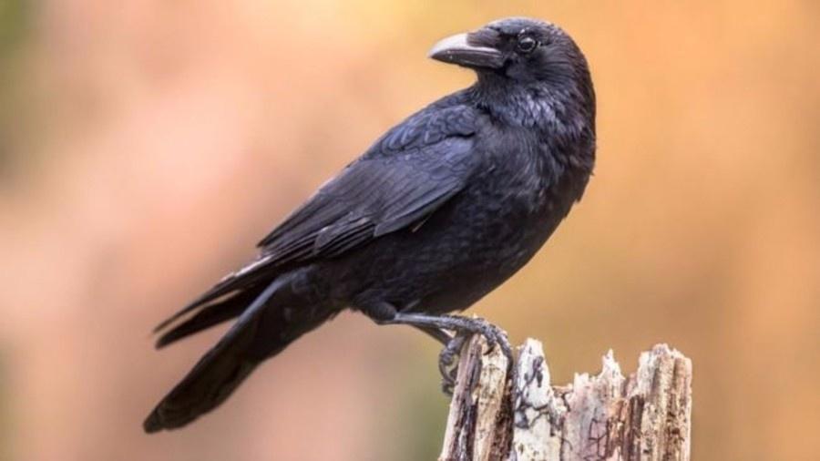 A inteligência dos corvos pode ser mais avançada do que se pensava - Getty Images