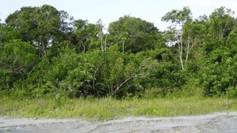 Área de restinga em Ubatuba (SP); local desmatado para a construção do resort em Bertioga é caracterizado por essa vegetação - Unicamp