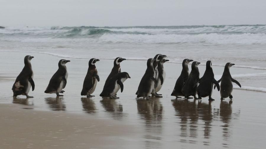 Projeto de Monitoramento de Praias registrou mais de 6.700 pinguins na costa brasileira até o momento - Nilson Coelho/Agência Petrobras