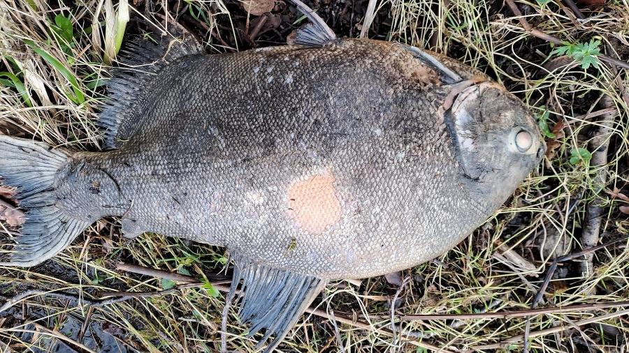 Um peixe Pacu, nativo da América do Sul, foi encontrado em um lago na Irlanda