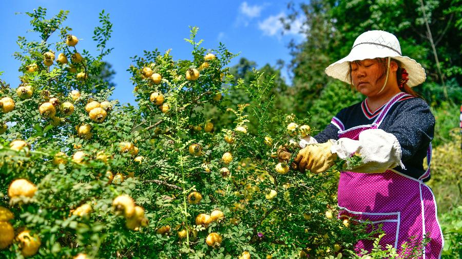 Agricultora colhe cili (pera espinhosa) a aldeia de Chaxiang, no condado de Longli, província de Guizhou, sudoeste da China, em 1º de setembro de 2023.
