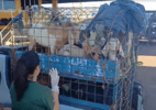 Polícia resgata 32 cabras transportadas em carroceria com 