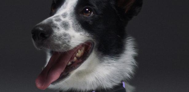 Coleira inteligente e uso de IA: como cachorros podem prever terremotos