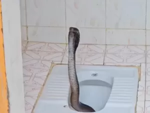 Cobra venenosa é retirada de vaso sanitário na Índia; veja vídeo