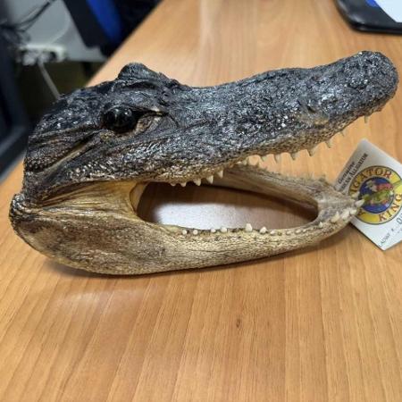 Cabeça de crocodilo apreendida em bagagem no aeroporto de Caselle, na Itália; passageiro pode receber multa de até R$ 1,2 milhão Cabeça de crocodilo apreendida em bagagem no aeroporto de Caselle, na Itália; passageiro pode receber multa de até R$ 1,2 milhão