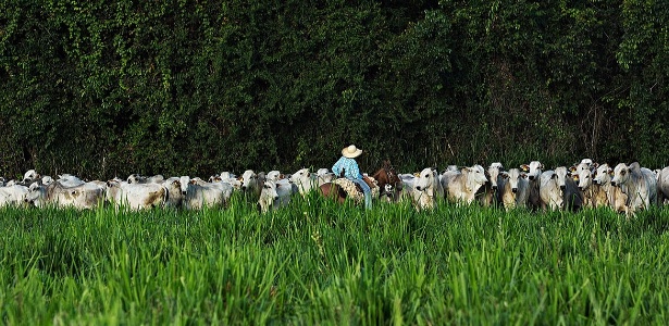 EUA veem trabalho forçado na pecuária do Brasil, mas livram carne de tarifa