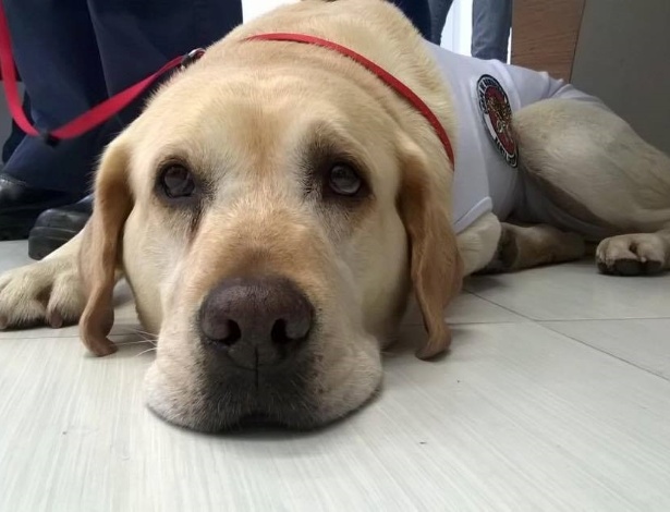 O cão Ice, que já participou de vários resgates e ganhou prêmios internacionais, será agora terapeuta em um hospital - Hospital Marieta Konder/Projeto Cinoterapia
