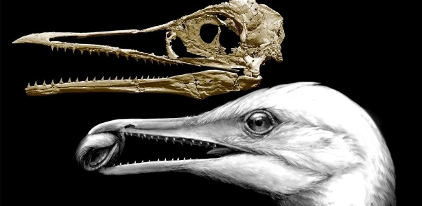 O Ichthyornis dispar era muito semelhante a uma ave marinha, mas com os dentes afiados de um dinossauro  - Michael Hanson/Yale University