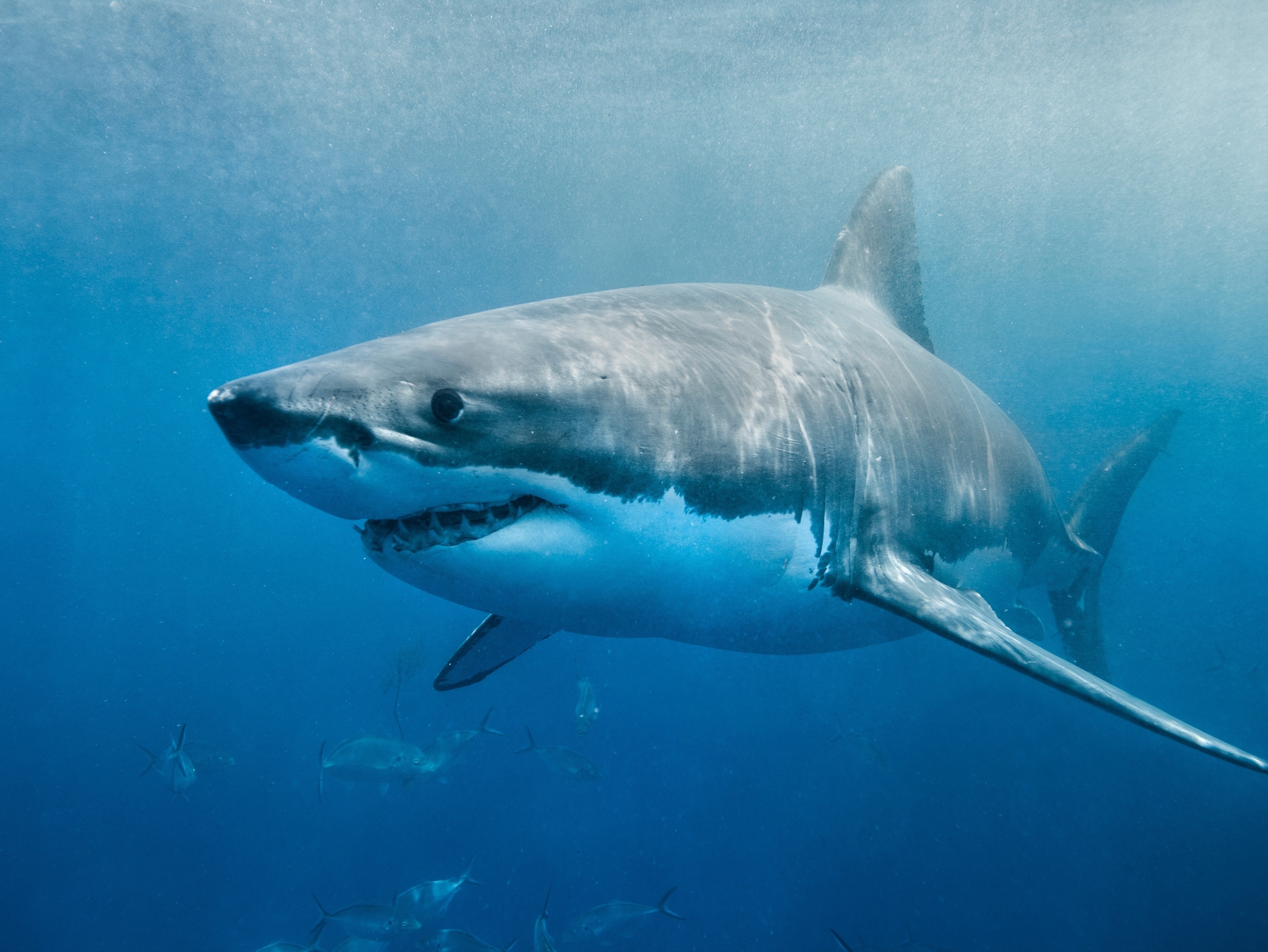 Conheça o fenômeno oceânico que está aproximando os tubarões da costa nos  EUA