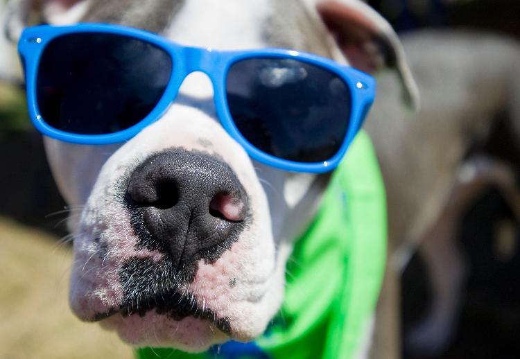 Não foi encontrada relação direta entre a agressividade e a raça, apesar dos estereótipos em relação a pit bulls (foto) - Mindy Schauer/Digital First Media/Orange County Register via Getty Images - Mindy Schauer/Digital First Media/Orange County Register via Getty Images