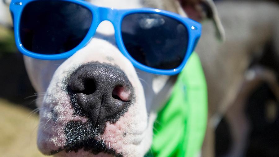 Cachorro pit bull com óculos escuros - Mindy Schauer/Digital First Media/Orange County Register via Getty Images