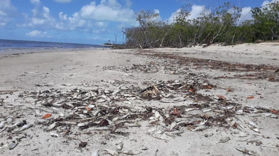 Meia tonelada de peixe é encontrada morta em praias em Alagoas - Divulgação/Pesquisa Ecológica de Longa Duração da Costa dos Corais