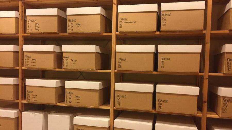 Instituto Karolinska abriga uma macabra coleção de quase 800 crânios humanos - Ann Gustavsson/Karolinska Institute