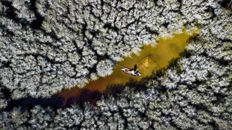 Second Mangroves and Humans: Living in the White Mangrove, by Alex Cao, Vietnam - ALEX CAO - ALEX CAO