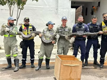 Sucuri de quase 5 metros e 60 kg é capturada em rede de esgoto na BA