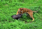 Flagra! Tigre caça javali em reserva da China - Wei Peiquan/Xinhua