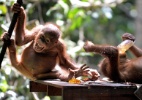 Escola animal: orangotangos têm aula para aprender a viver na selva - Nick Perry/ AFP