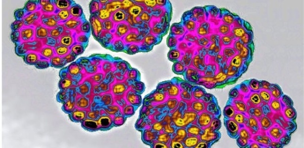 Cepas do vírus HPV, que possui mais de 100 tipos - SPL