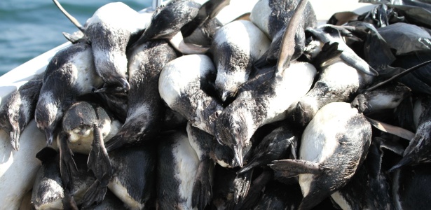 Ambientalistas levaram quatro horas para recolher todos os corpos de pinguins encontrados em praias de Florianópolis - Instituto Australis