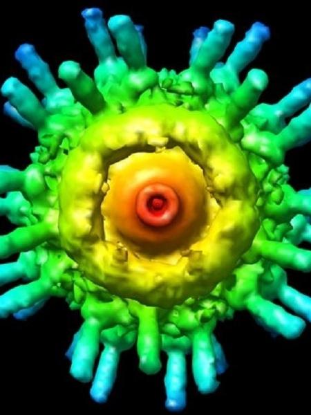 Imagem de vírus visto por meio de um microscópio eletrônico - UCSF Chimera/Science Photo Library