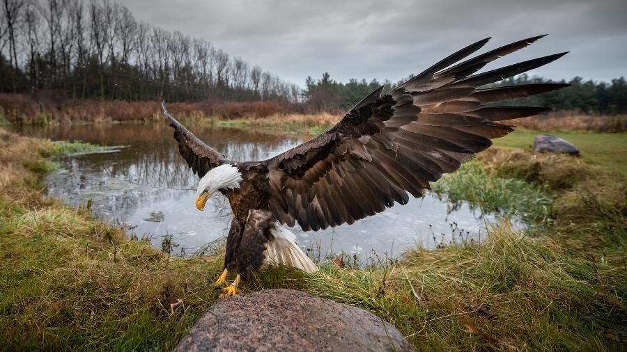 Uma águia norte-americana, símbolo dos EUA, atacou um drone do governo no Lago Michigan - Getty Images