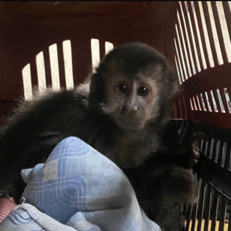 Macaco-prego em extinção apreendido com traficante em São Paulo - Divulgação / Polícia Civil