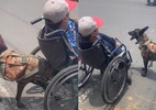 Vídeo: Cão atravessa rua empurrando homem em cadeira de rodas no México