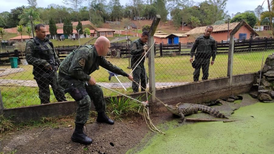 Jacaré estava entre animais apreendidos por Polícia Ambiental em propriedade que seria de Anderson Gordão em 2020 - Polícia Militar/Reprodução