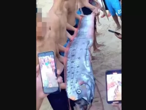 Peixe-remo aparece em praia do Vietnã e leva a temor de tsunami