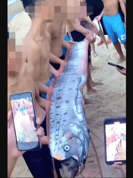 Peixe-remo encontrado no Vietnã
