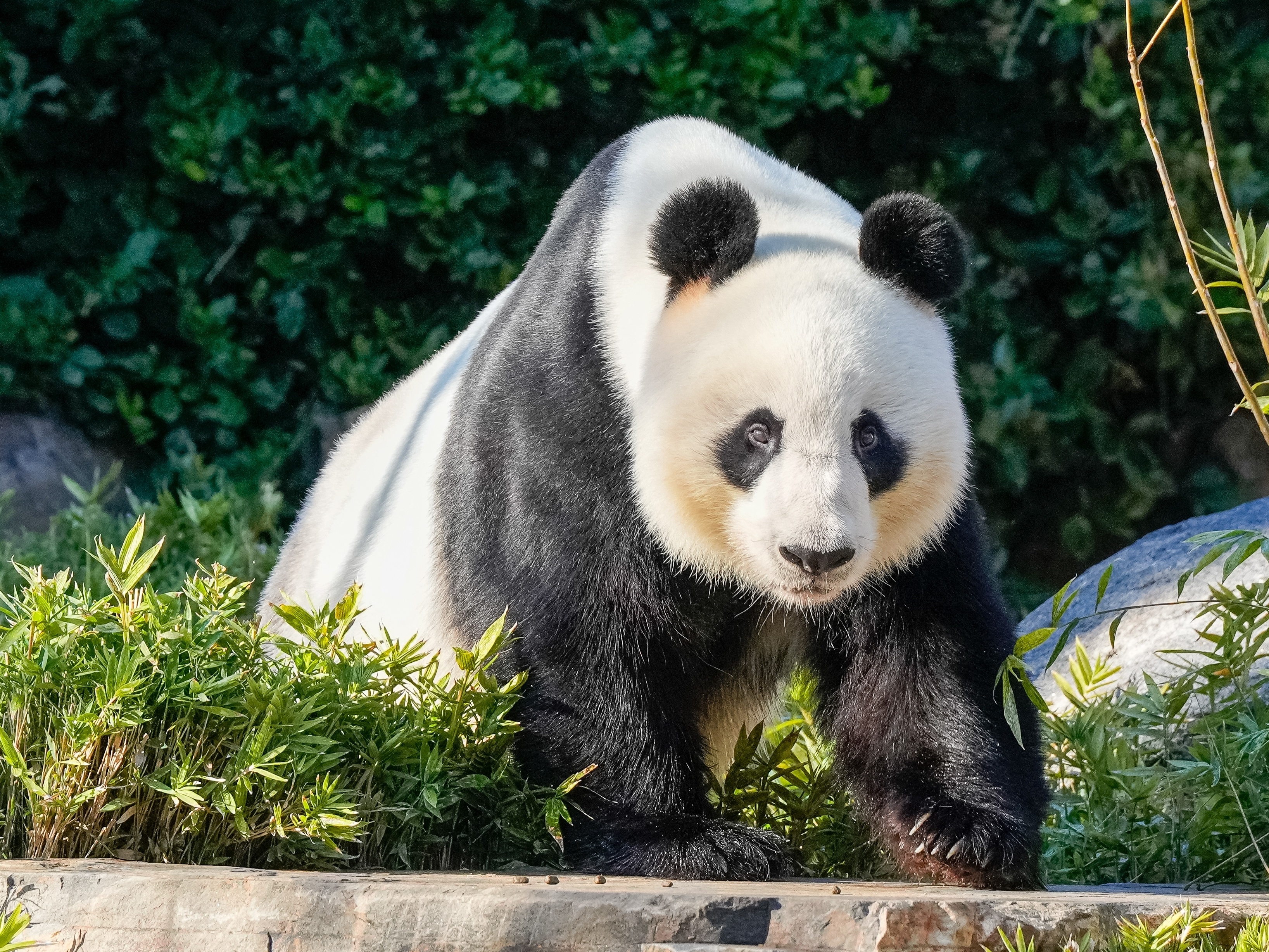 Diplomacia dos pandas': Por que a China presenteia países com ursos