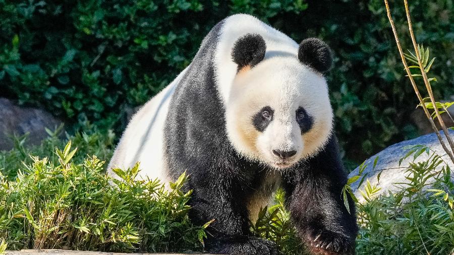 O panda Wang Wang no zoológico de Adelaide, na Austrália 