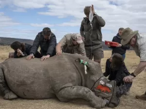 Como 'chifre radioativo' promete afastar caçadores de rinocerontes africanos